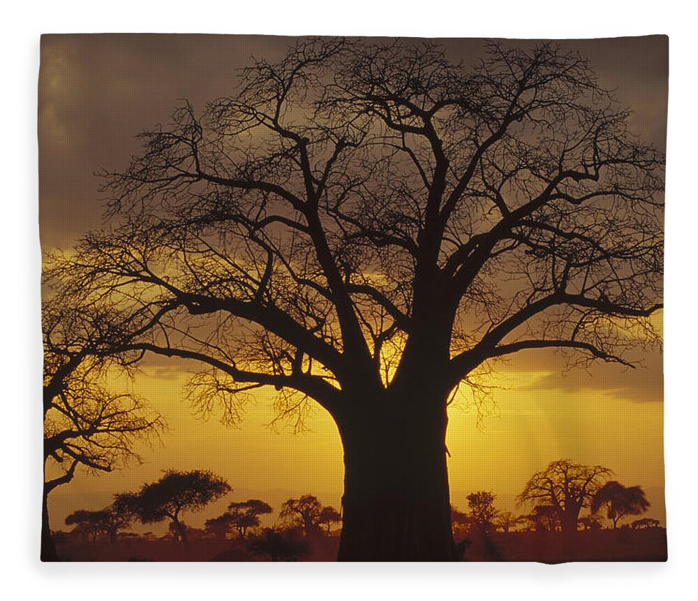 Feb0514 Fleece Blanket featuring the photograph Baobab Tree At Sunset Tanzania by Gerry Ellis