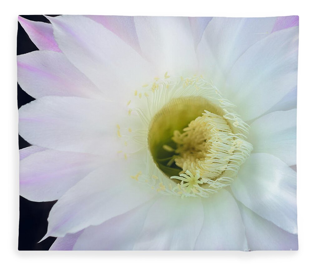 Pink Cactus Flower Fleece Blanket featuring the photograph Barely Pink II by Tamara Becker