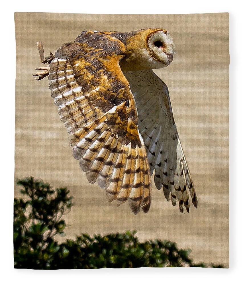 Barn Owl Fleece Blanket featuring the photograph Barn Owl by Robert L Jackson