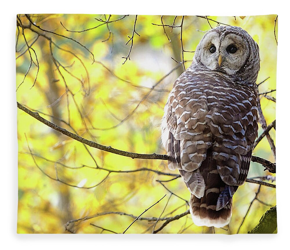 One Animal Fleece Blanket featuring the photograph Barred Owl Strix Varia by Steve Nagy / Design Pics