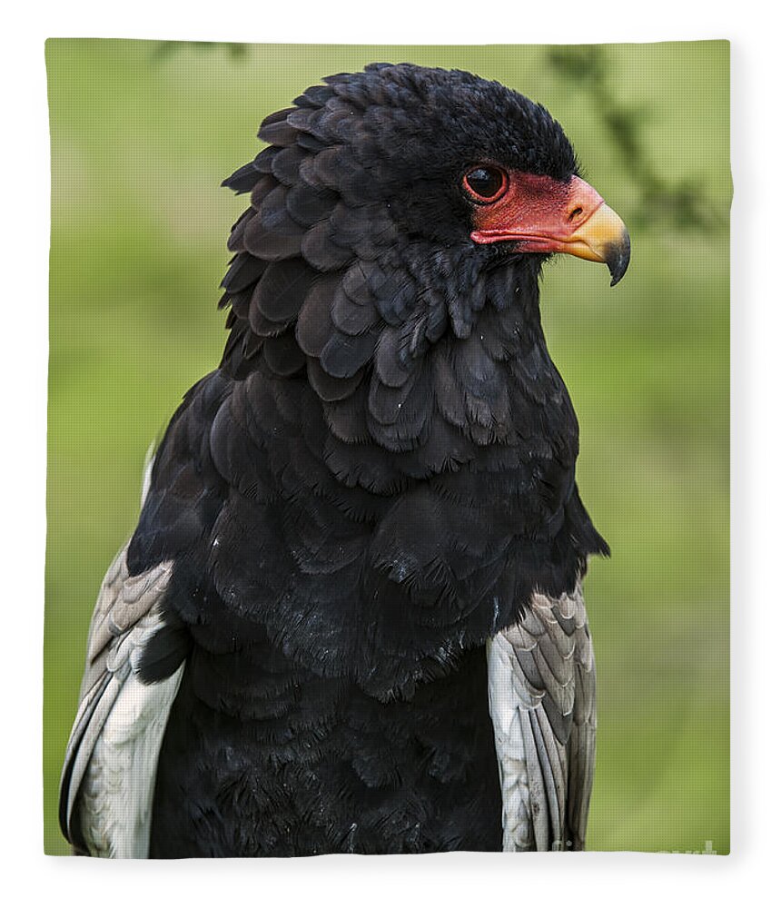 Close-up Fleece Blanket featuring the photograph Bateleur 3 by Arterra Picture Library