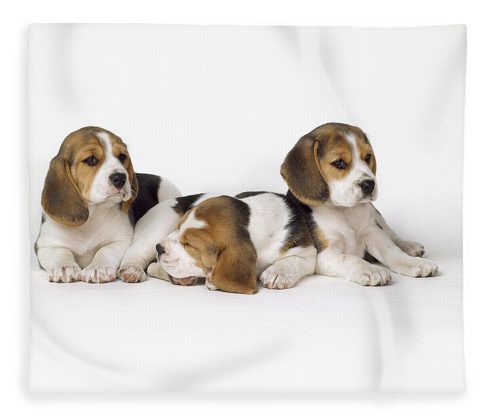 Beagle Fleece Blanket featuring the photograph Beagle Puppies, Row Of Three, Second by John Daniels
