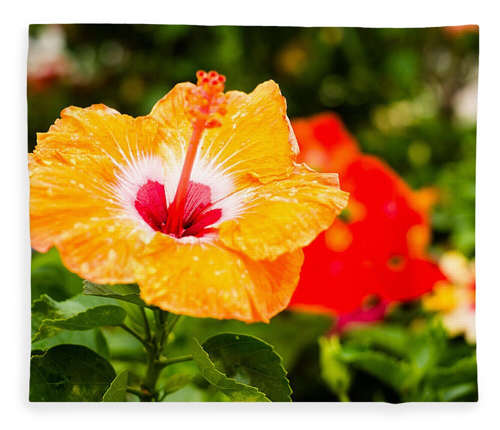 Beautiful Fleece Blanket featuring the photograph Beautiful Hibiscus by Raul Rodriguez