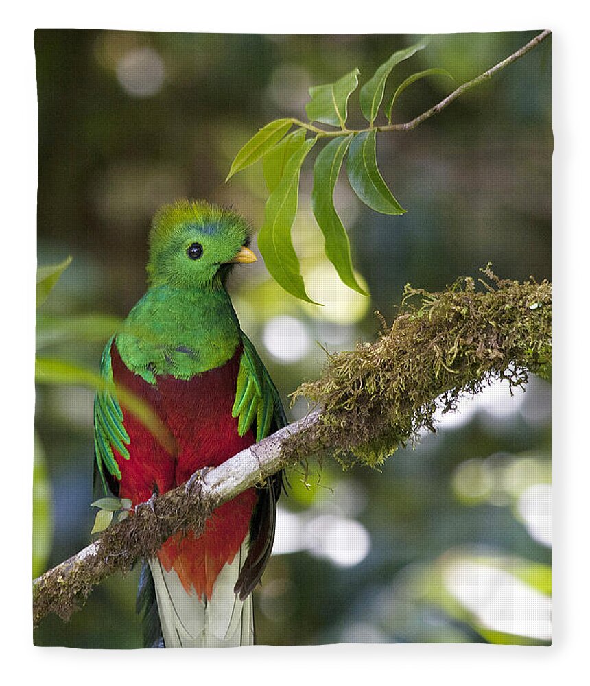 Bird Fleece Blanket featuring the photograph Beautiful Quetzal 1 by Heiko Koehrer-Wagner