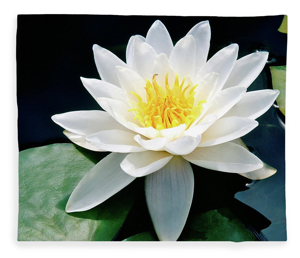 Water Lily Fleece Blanket featuring the photograph Beautiful Water Lily Capture by Ed Riche