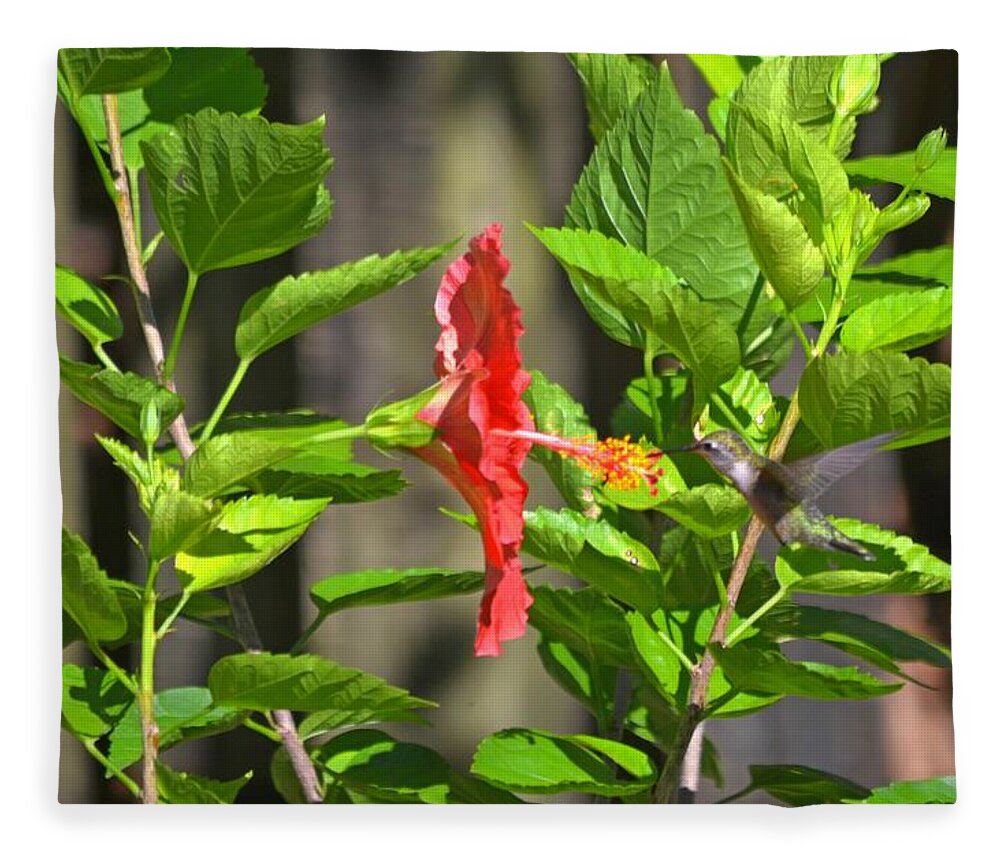 Best Fleece Blanket featuring the photograph Best Close-Up Green Hummingbird on Red Hibiscus Flower. by Jeff at JSJ Photography