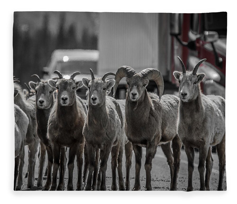 Big Horn Sheep Fleece Blanket featuring the photograph Big Horn Sheep Road Block by Roxy Hurtubise