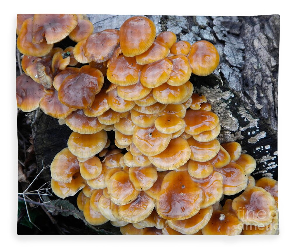 Mushrooms Fleece Blanket featuring the photograph Big Mushrooms Family by Loreta Mickiene