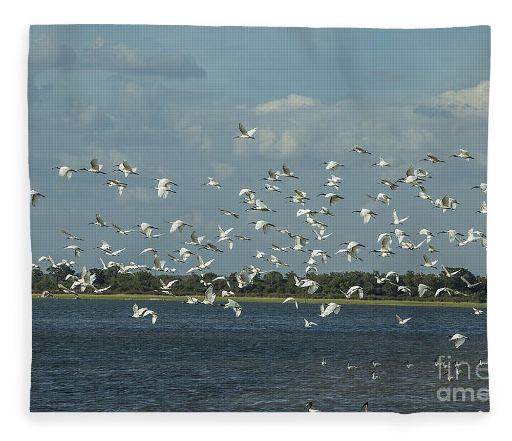 Birds Fleece Blanket featuring the photograph Birds in flight by Patricia Hofmeester