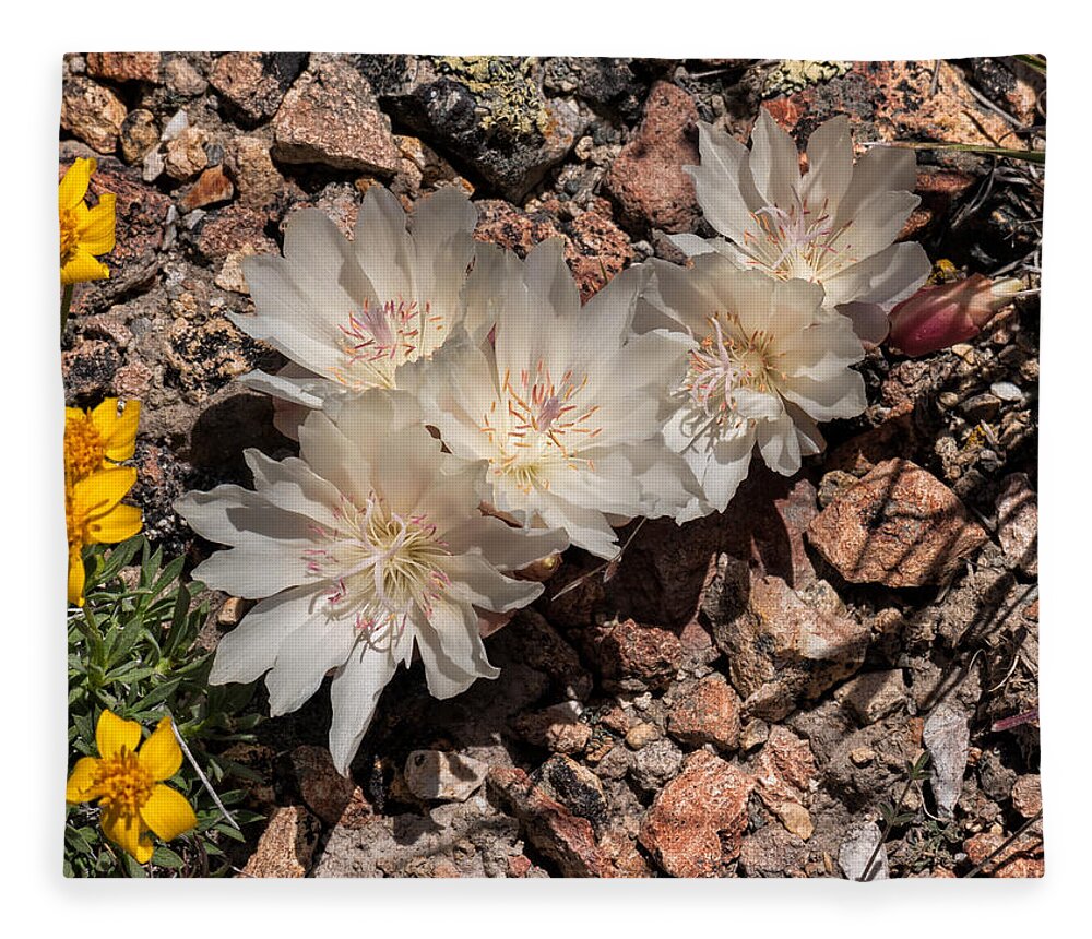 Bitterroot Fleece Blanket featuring the photograph Bitterroot by Kathleen Bishop