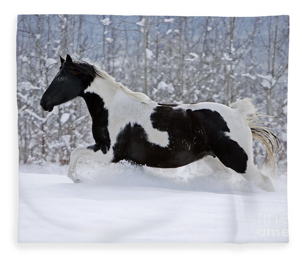 Black And White Fleece Blanket featuring the photograph Black And White Paint Horse In Snow by Rolf Kopfle