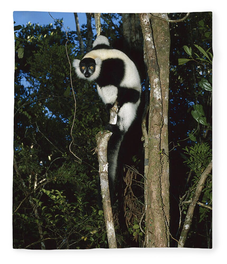 Feb0514 Fleece Blanket featuring the photograph Black And White Ruffed Lemur Madagascar by Konrad Wothe