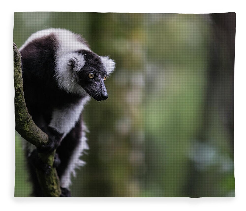 Alertness Fleece Blanket featuring the photograph Black-and-white Ruffed Lemur Varecia by Manoj Shah