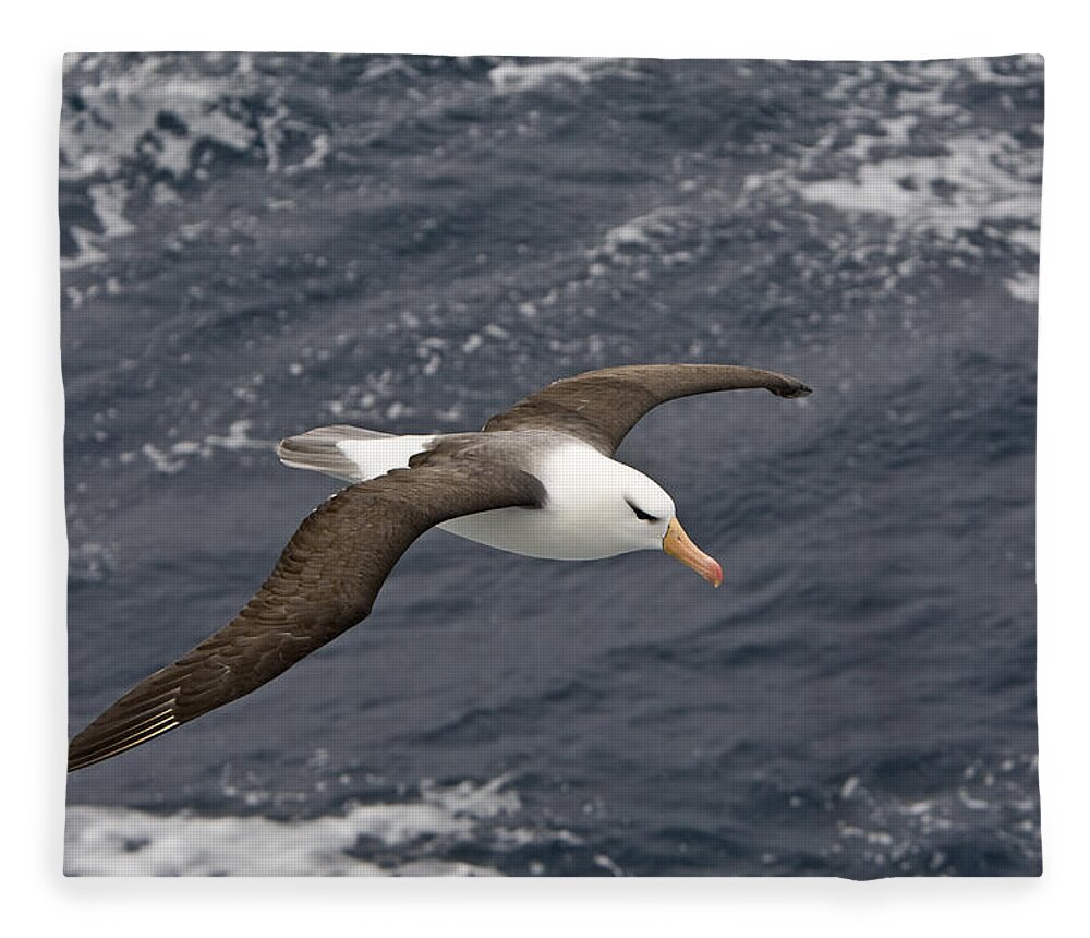 Flpa Fleece Blanket featuring the photograph Black-browed Albatross Flying Scotia by Dickie Duckett