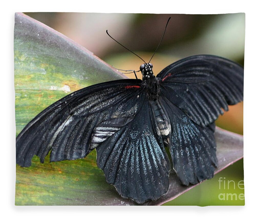 Butterfly Fleece Blanket featuring the photograph Black Butterfly by Jeremy Hayden