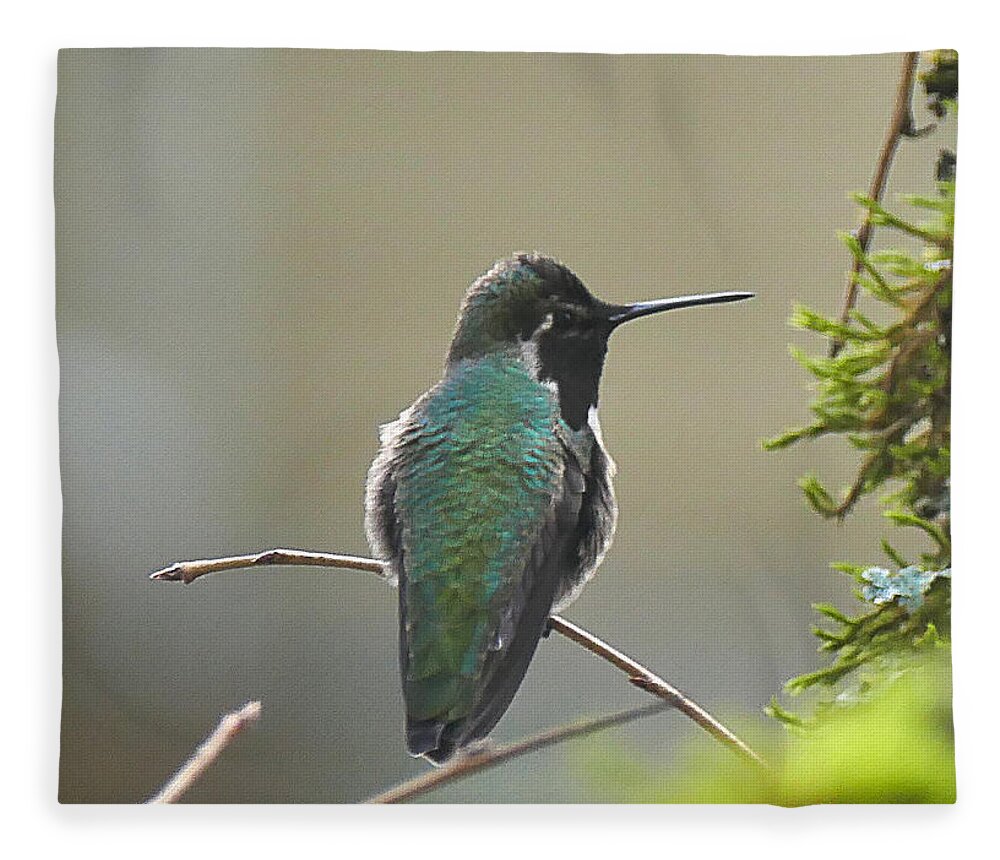Bird Fleece Blanket featuring the photograph Black chinned Hummingbird by Ron Roberts