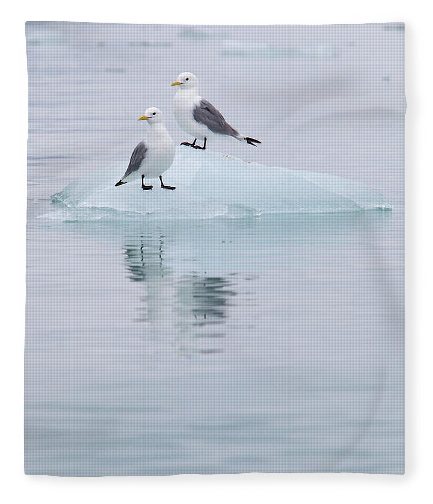 Kittiwake Fleece Blanket featuring the photograph Black-legged Kittiwakes Sitting On Ice by Anna Henly