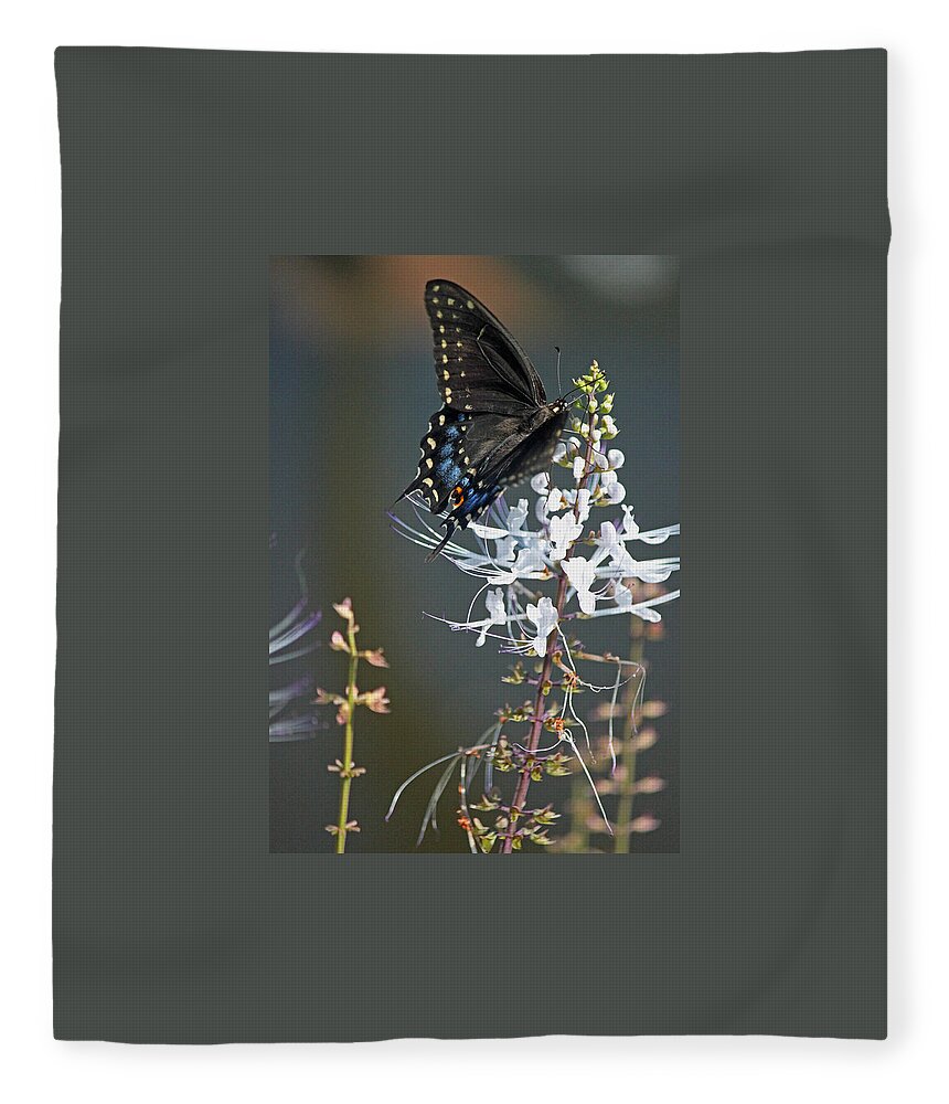 Butterfly Fleece Blanket featuring the photograph Black Swallowtail Among the Cats Whiskers by Suzanne Gaff