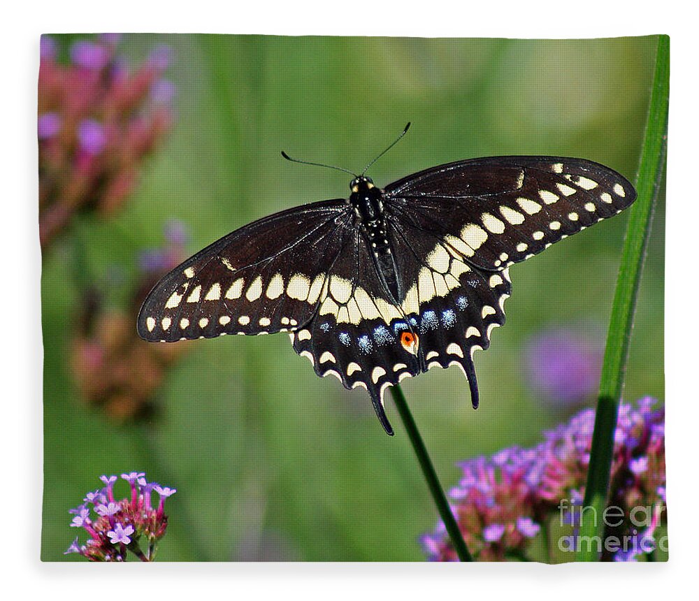 Black Swallowtail Fleece Blanket featuring the photograph Black Swallowtail Butterfly by Karen Adams