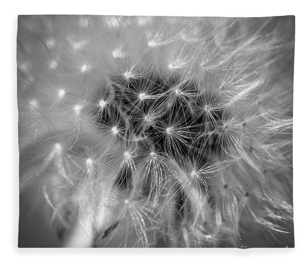 1x1 Fleece Blanket featuring the photograph Blowball  by Hannes Cmarits