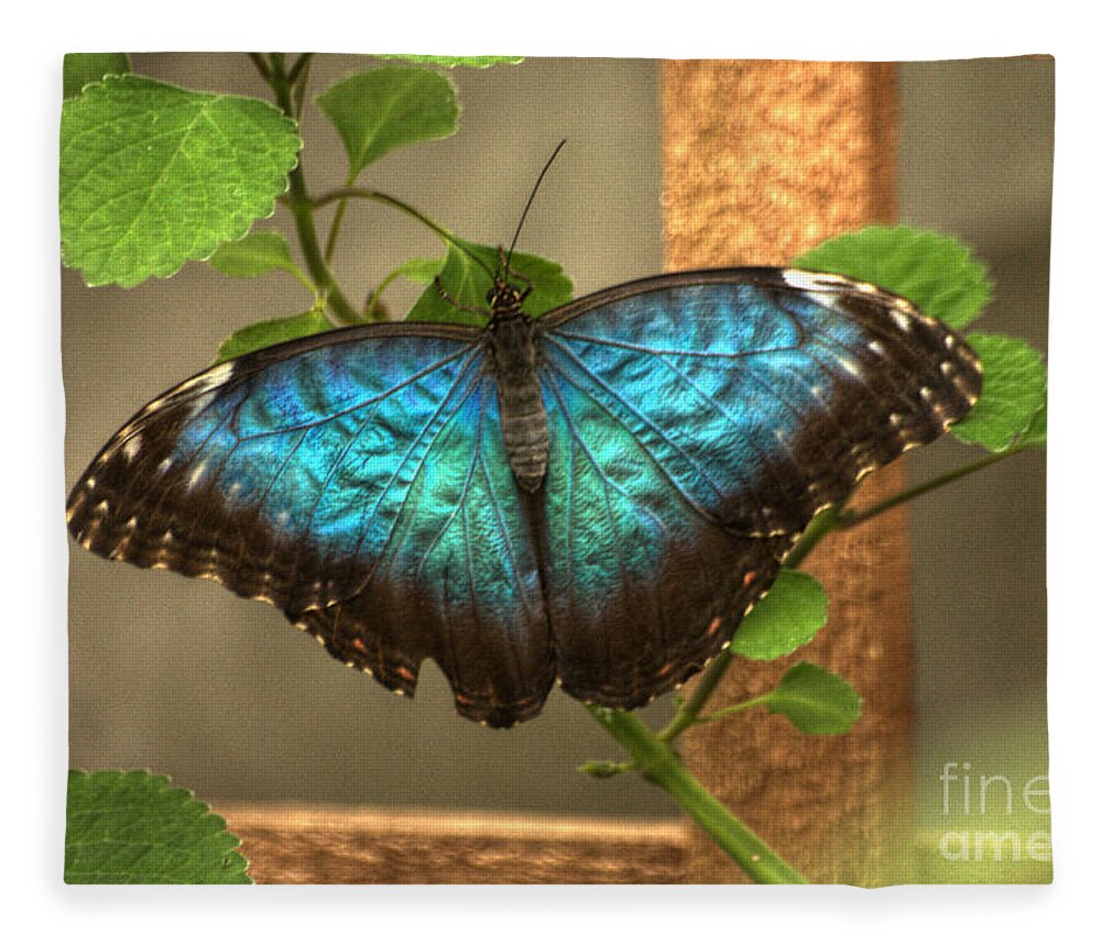Butterfly Fleece Blanket featuring the photograph Blue and Black Butterfly by Jeremy Hayden