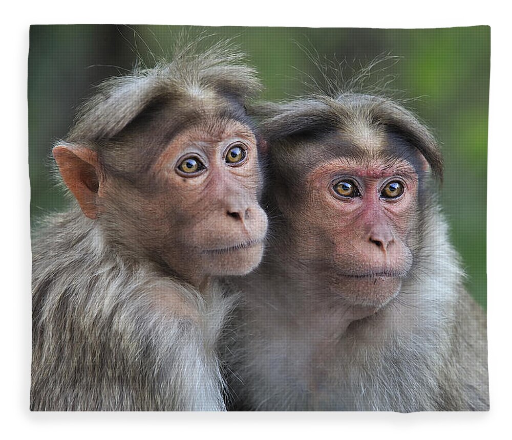 Thomas Marent Fleece Blanket featuring the photograph Bonnet Macaque Pair Huddling India by Thomas Marent