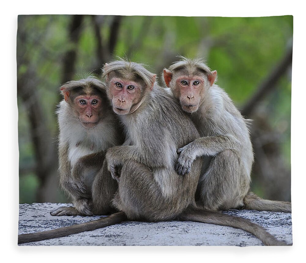 Thomas Marent Fleece Blanket featuring the photograph Bonnet Macaque Trio Huddling India by Thomas Marent