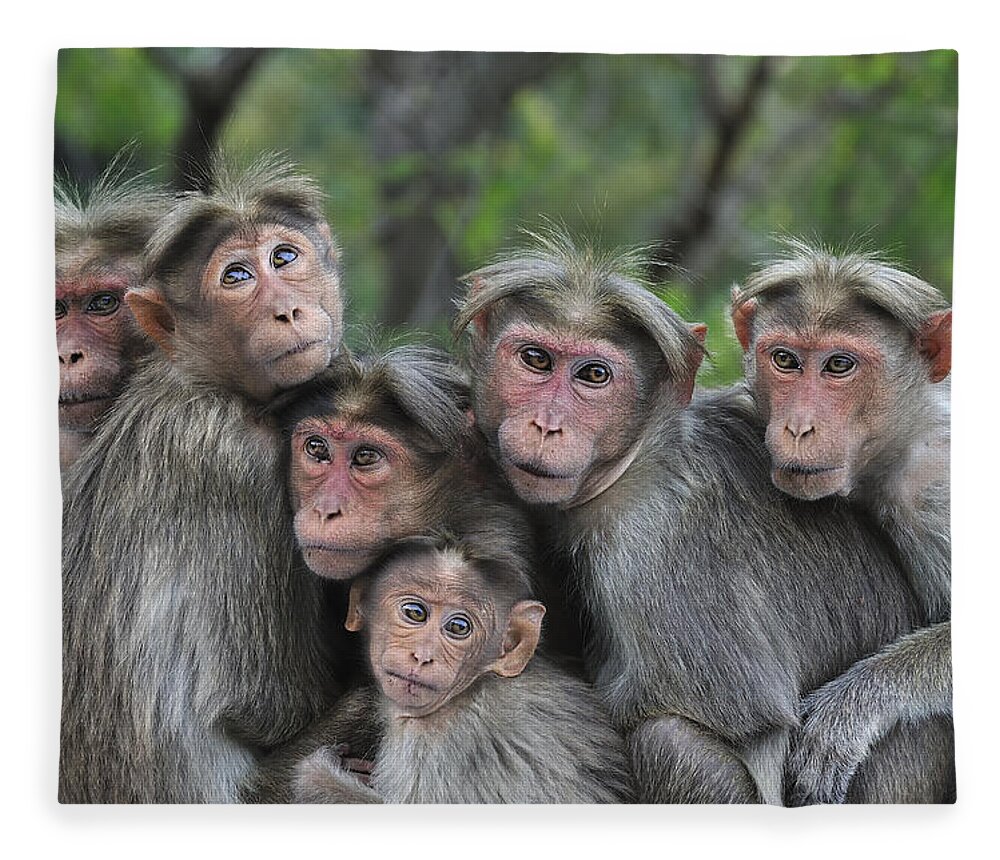 Thomas Marent Fleece Blanket featuring the photograph Bonnet Macaques Huddling Western Ghats by Thomas Marent