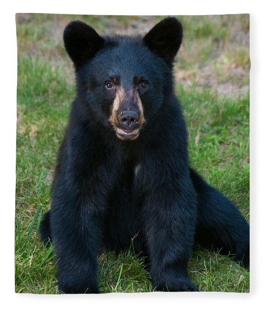 Black Bear Fleece Blanket featuring the photograph Boo-Boo the Little Black Bear Cub by Brenda Jacobs