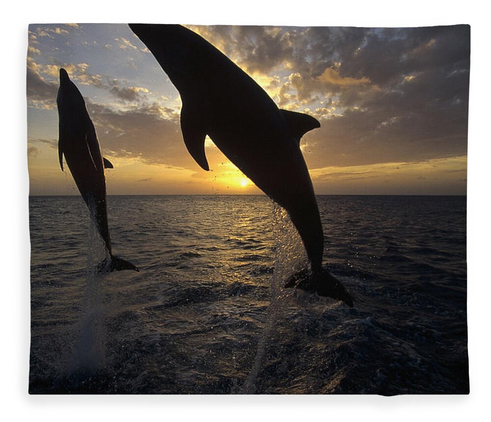 Feb0514 Fleece Blanket featuring the photograph Bottlenose Dolphins Leaping At Sunrise by Konrad Wothe