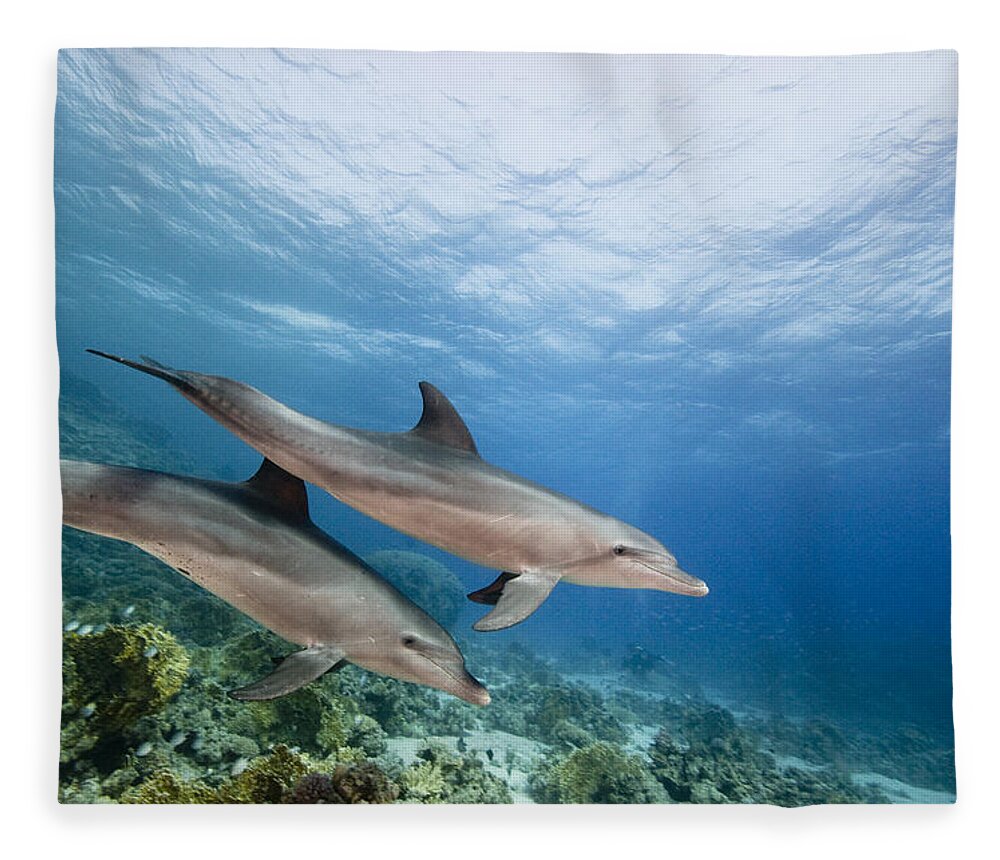 Nis Fleece Blanket featuring the photograph Bottlenose Dolphins Swimming Over Reef by Dray van Beeck