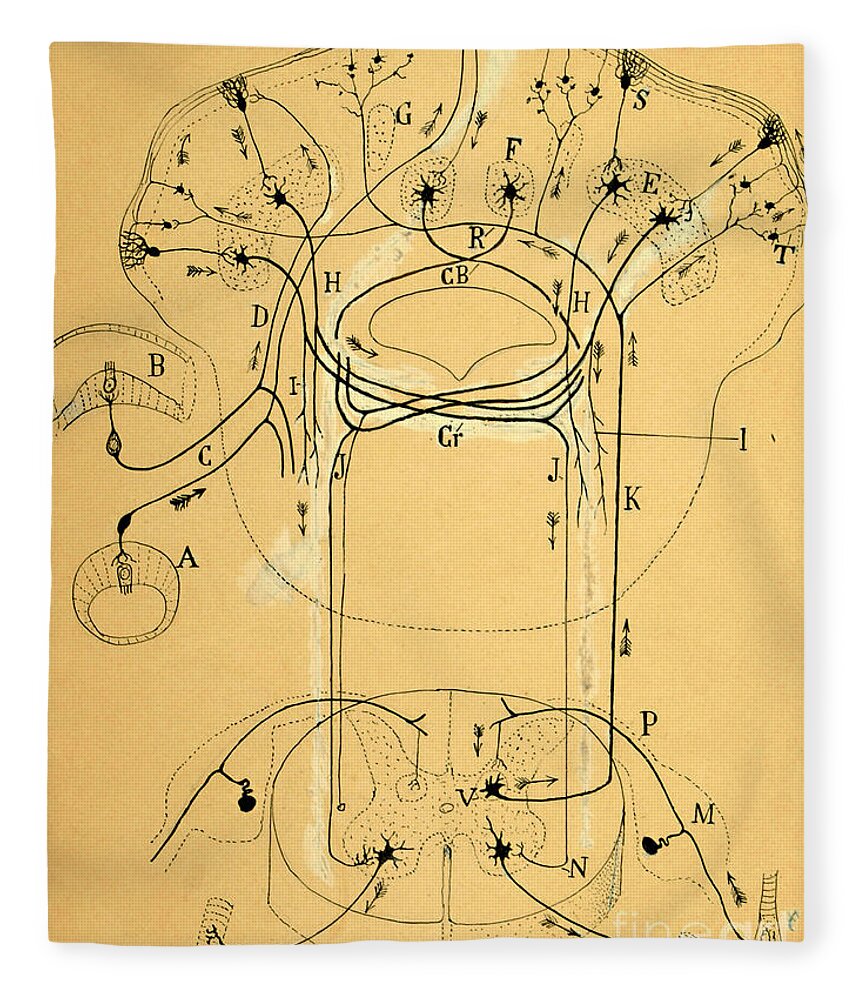Vestibular Connections Fleece Blanket featuring the drawing Brain Vestibular Sensor Connections by Cajal 1899 by Science Source