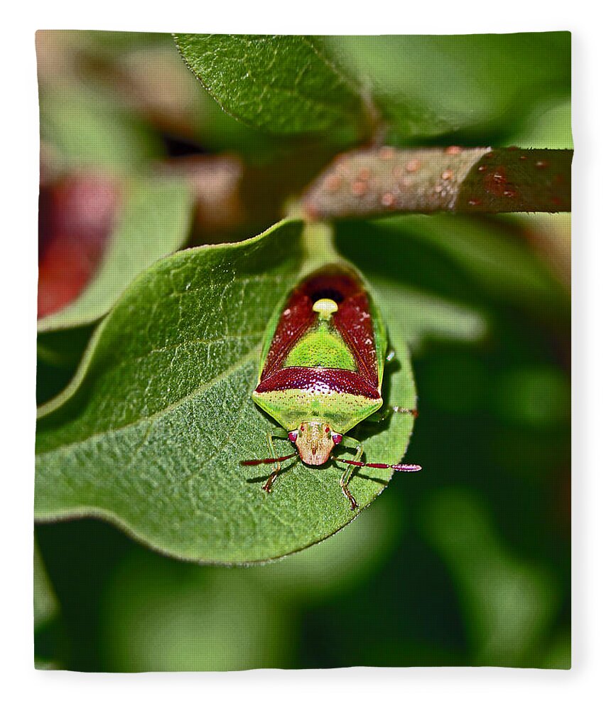 Insects Fleece Blanket featuring the photograph Martini Glass by Jennifer Robin