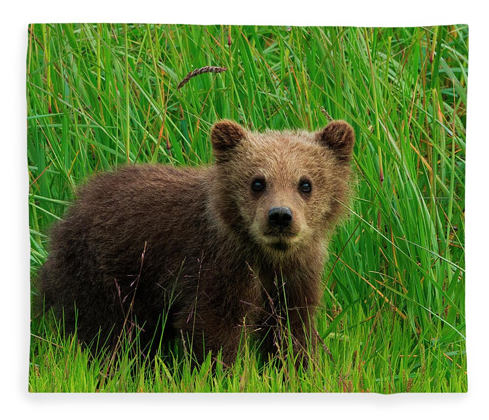 Brown Bear Fleece Blanket featuring the photograph Brown Bear Cub, Lake Clark National by Mint Images/ Art Wolfe