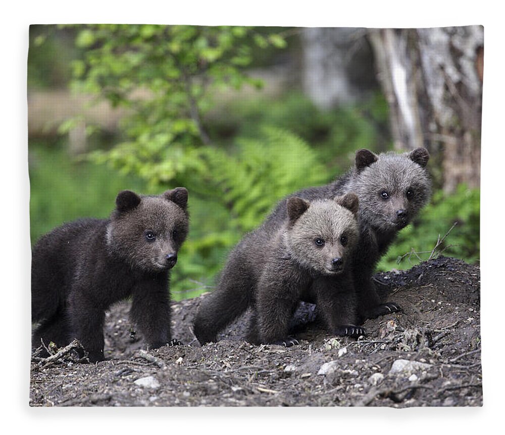 Nis Fleece Blanket featuring the photograph Brown Bear Cubs Croatia by Lesley van Loo