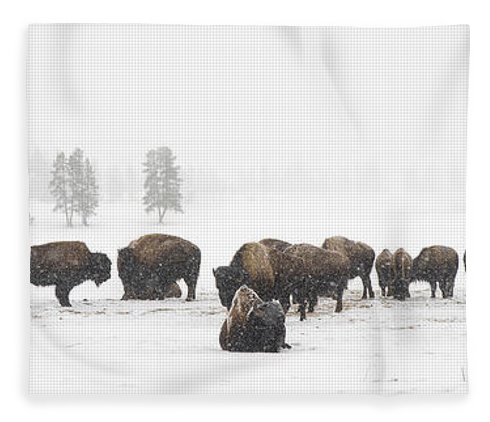 Yellowstone Fleece Blanket featuring the photograph Buffalo Herd in Snow by Bill Cubitt