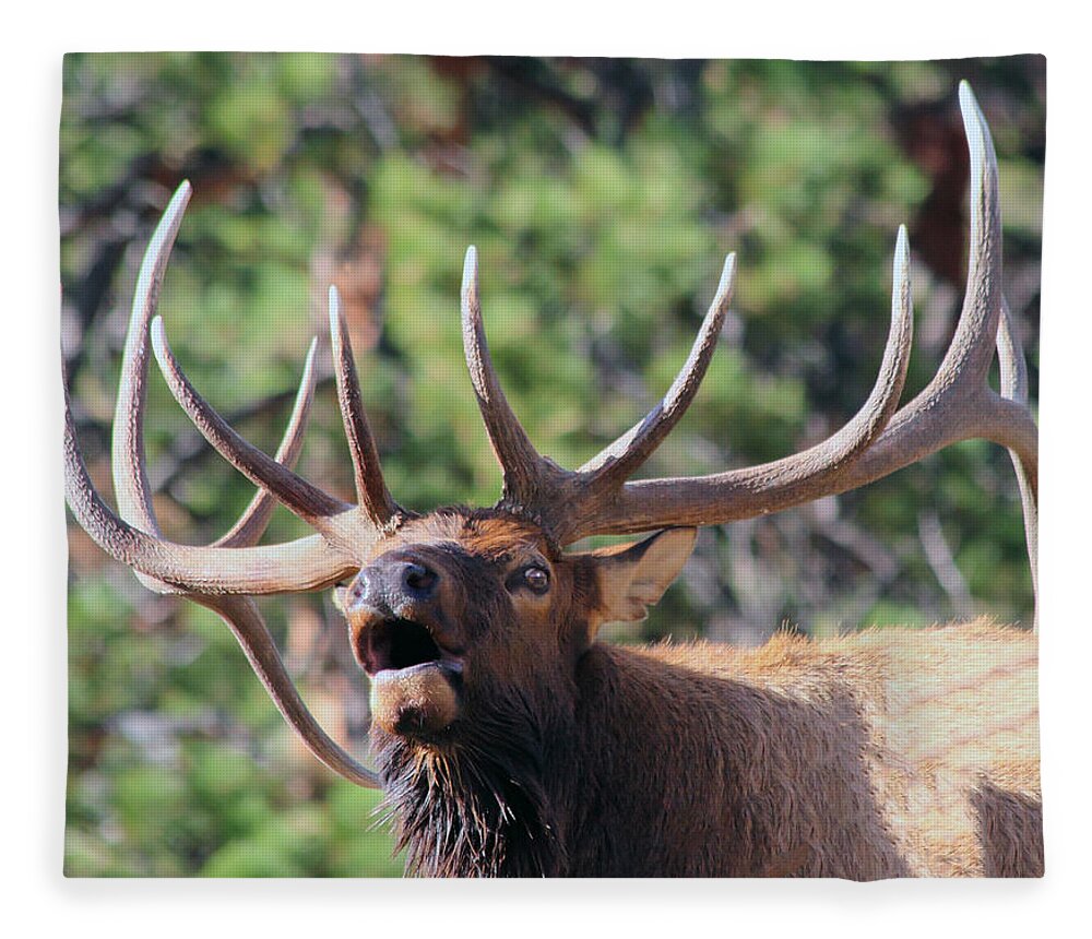 Elk Fleece Blanket featuring the photograph Bugling Bull by Shane Bechler