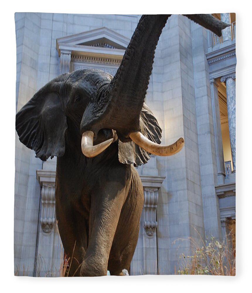 Bull Elephant Fleece Blanket featuring the photograph Bull Elephant in Natural History Rotunda by Kenny Glover