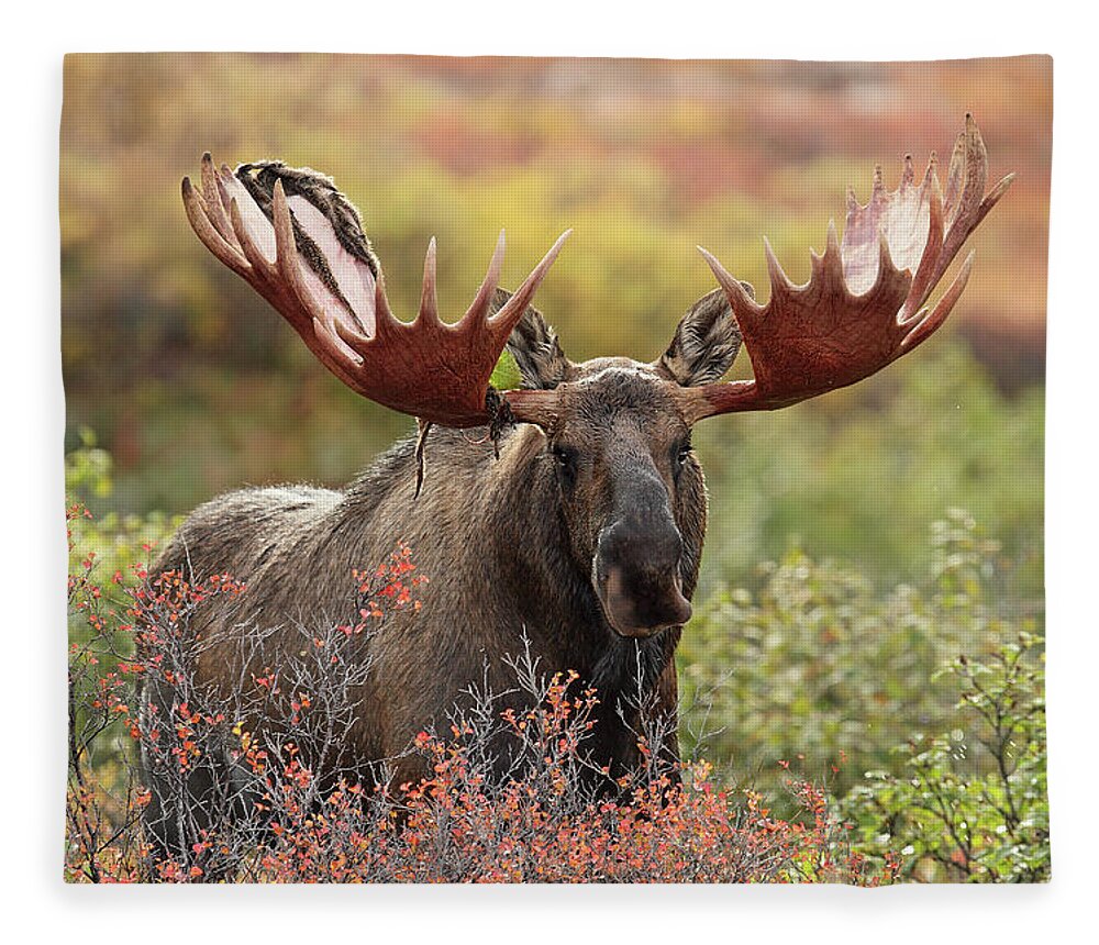 Animal Themes Fleece Blanket featuring the photograph Bull Moose - Denali National Park - by P. De Graaf