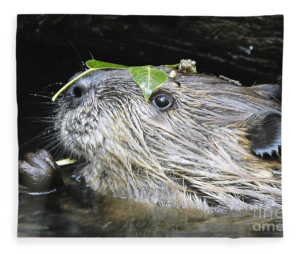 Beaver Fleece Blanket featuring the photograph Busy Beaver by Gary Beeler