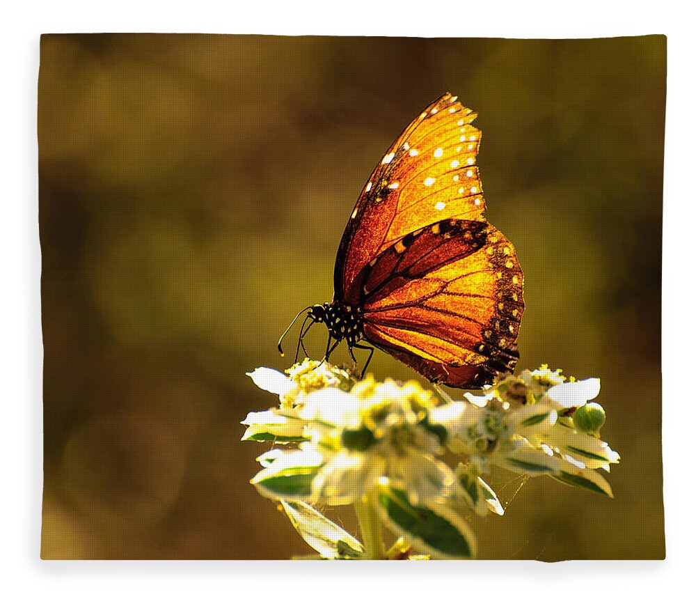 Butterfly Fleece Blanket featuring the photograph Butterfly in sun by John Johnson
