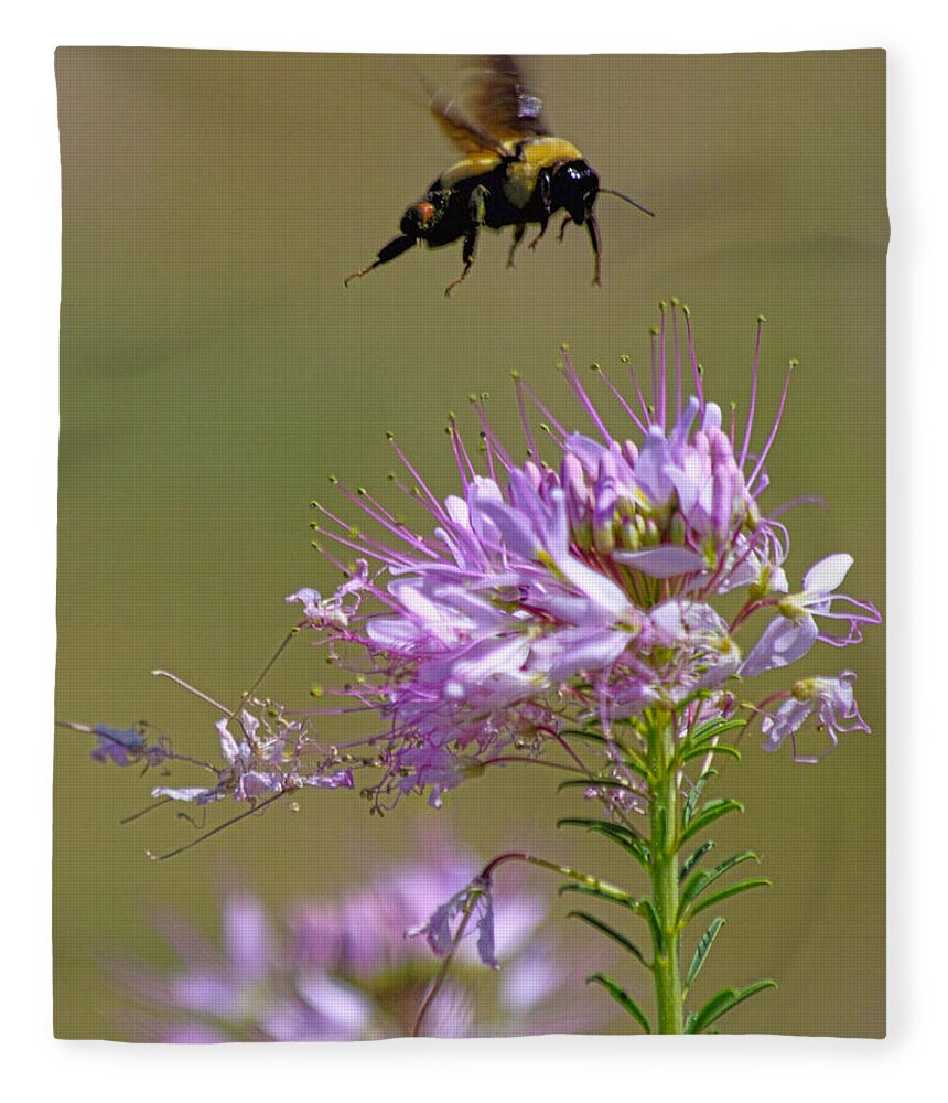 Bee Fleece Blanket featuring the photograph Buzzing Around by Shane Bechler