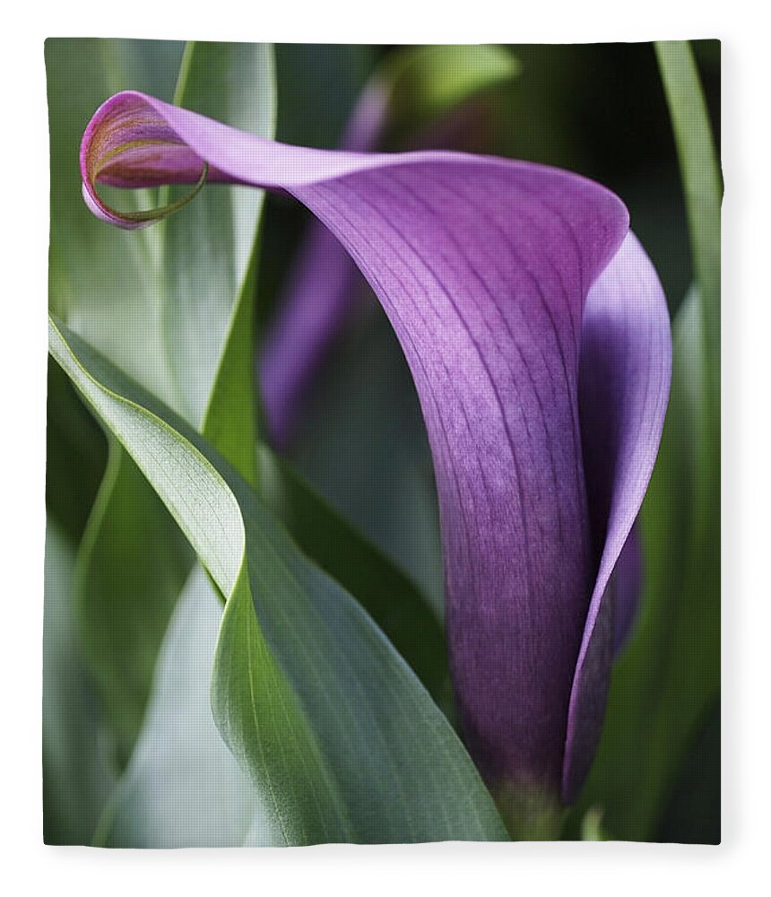 Lily Fleece Blanket featuring the photograph Calla Lily in Purple Ombre by Rona Black