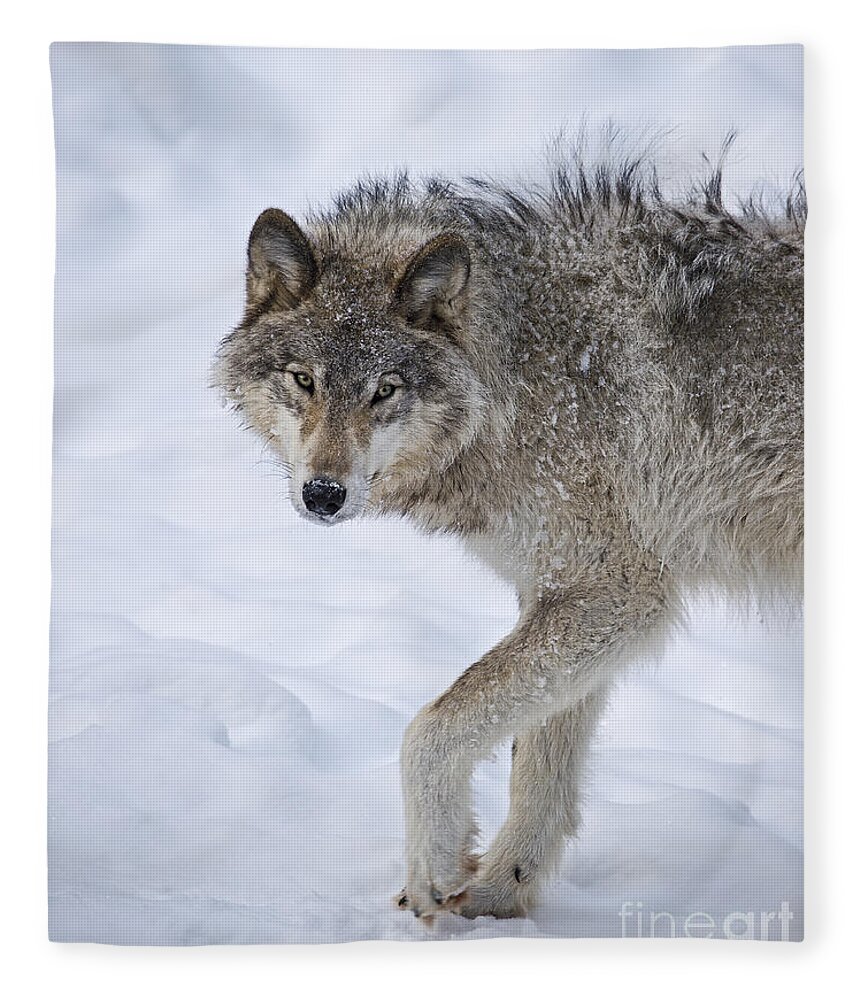 Nina Stavlund Fleece Blanket featuring the photograph Canis lupus.. by Nina Stavlund