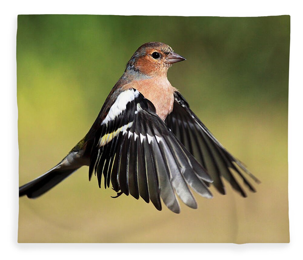 Chaffinch Fleece Blanket featuring the photograph Chaffinch in flight by Grant Glendinning