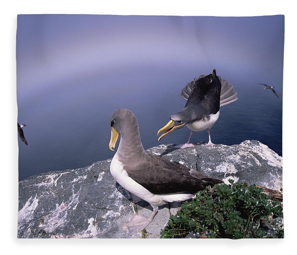 Feb0514 Fleece Blanket featuring the photograph Chatham Albatross Pair On Cliff Chatham by Tui De Roy