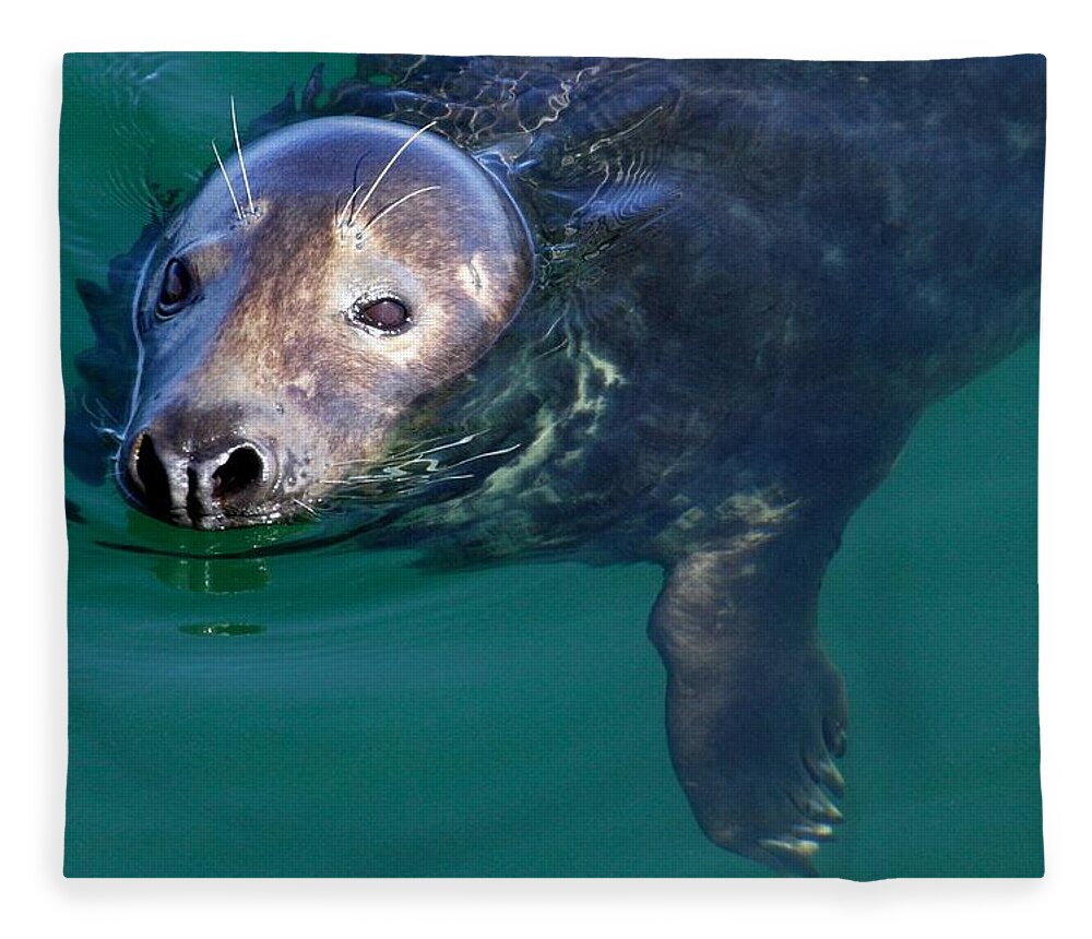 Seal Fleece Blanket featuring the photograph Chatham Harbor Seal by Stuart Litoff
