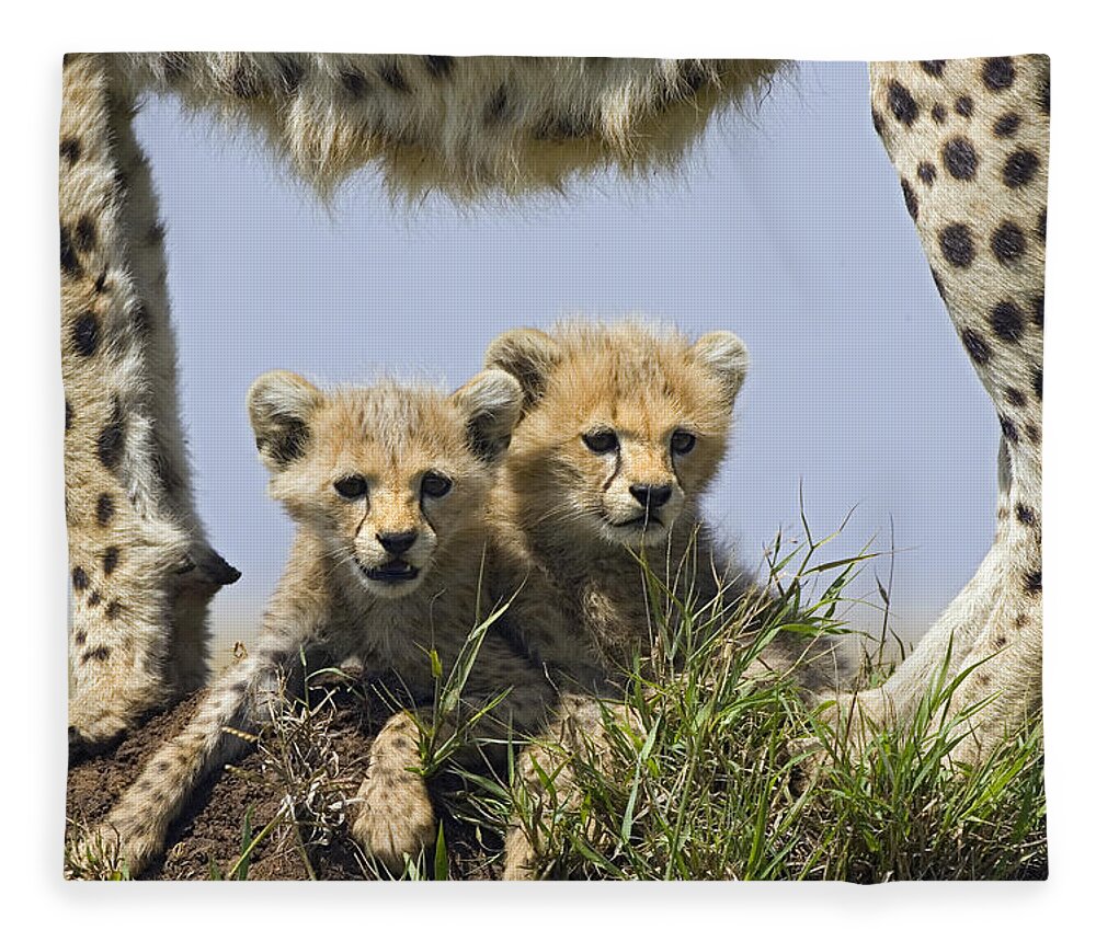 Suzi Eszterhas Fleece Blanket featuring the photograph Cheetah Mother And Cubs Maasai Mara by Suzi Eszterhas
