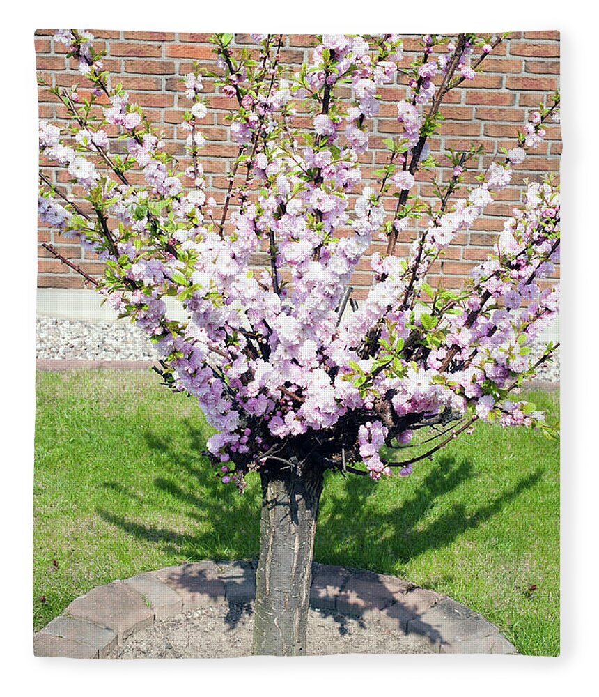 Outdoors Fleece Blanket featuring the photograph Cherry Blossom In Spring by Juergen Bosse