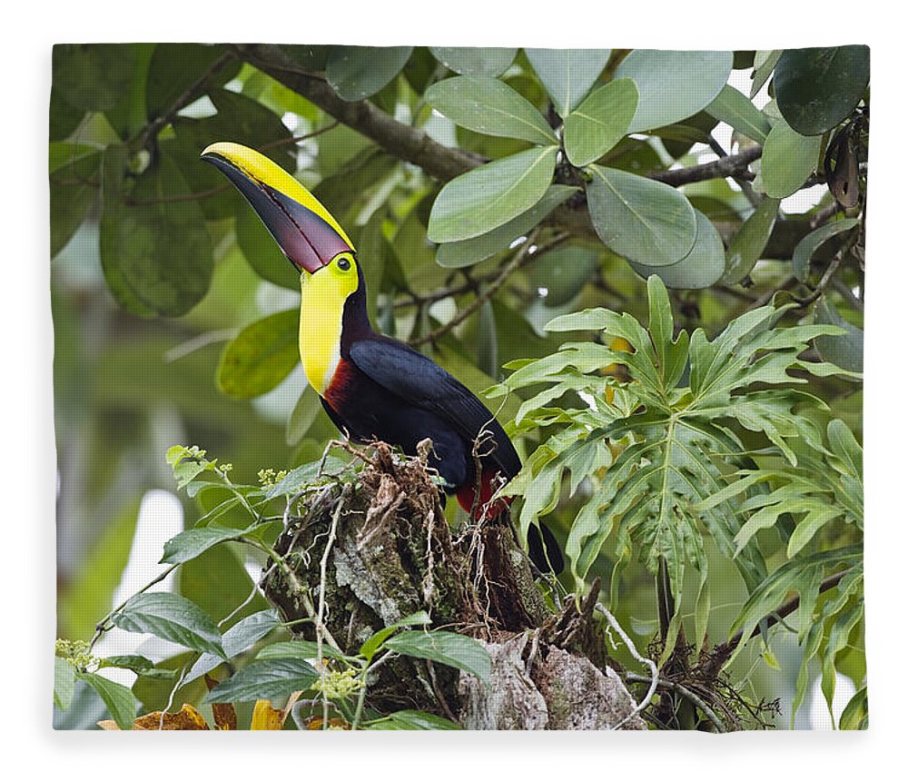 Feb0514 Fleece Blanket featuring the photograph Chestnut-mandibled Toucan In Trees by Konrad Wothe